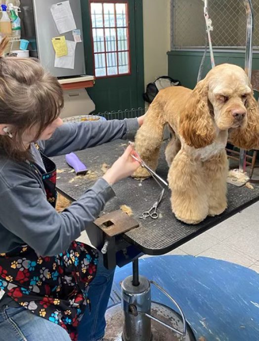 dog grooming bryson city nc
